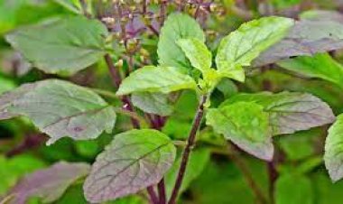 लग सकता है पाप भूलकर भी ऐसे न तोड़ें तुलसी के पत्ते