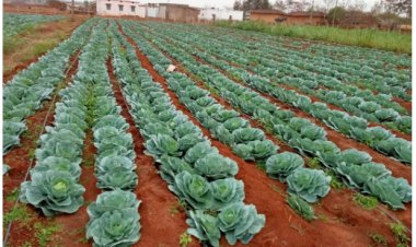 साग-सब्जी की खेती से महेश्वरी यादव की माली हालत हुई बेहतर