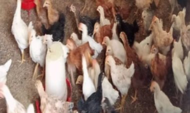 सरकार ने गौठनों के माध्यम से दिया रोजगार: उषा निषाद