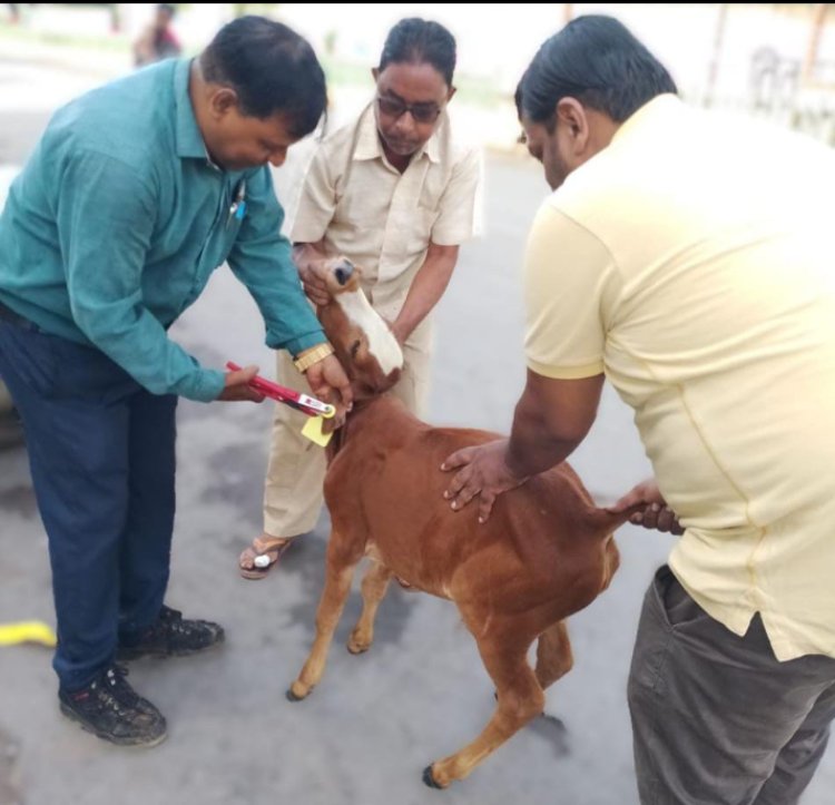 सड़क दुर्घटनाओं से बचाने आवारा पशुओं को लगाए जा रहे टैग और रेडियम बेल्ट
