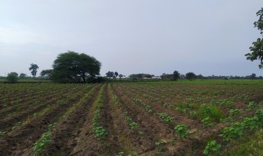 कृषक उन्नति योजना से धान के बदले कपास की खेती को मिला प्रोत्साहन